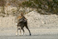 Koyote