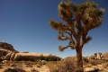 Joshua Tree
