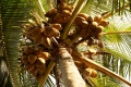 Kokosn�sse