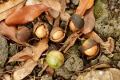 Macadamia N�sse