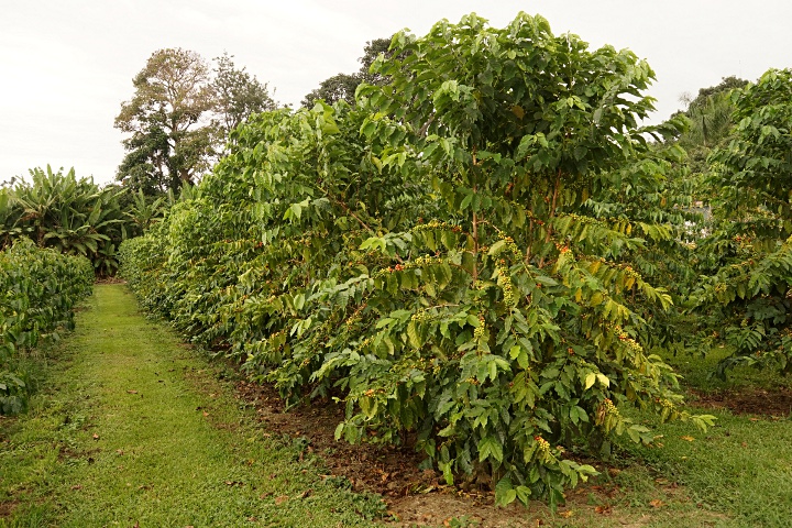 Konakaffeeb�ume