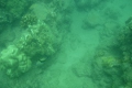 Humuhumunukunukuapua'a