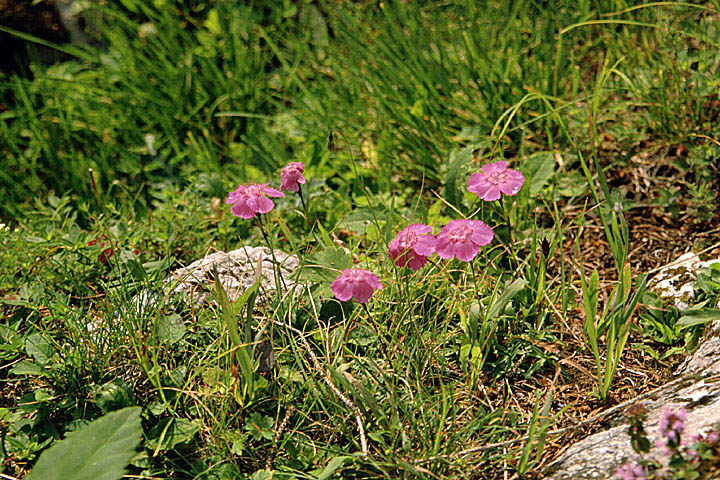 Beim Buchalpenkreuz, Ostalpen-Nelke (Dianthus alpinus)