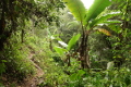 Wanderweg durch den Regenwald