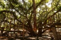 Banyan Baum